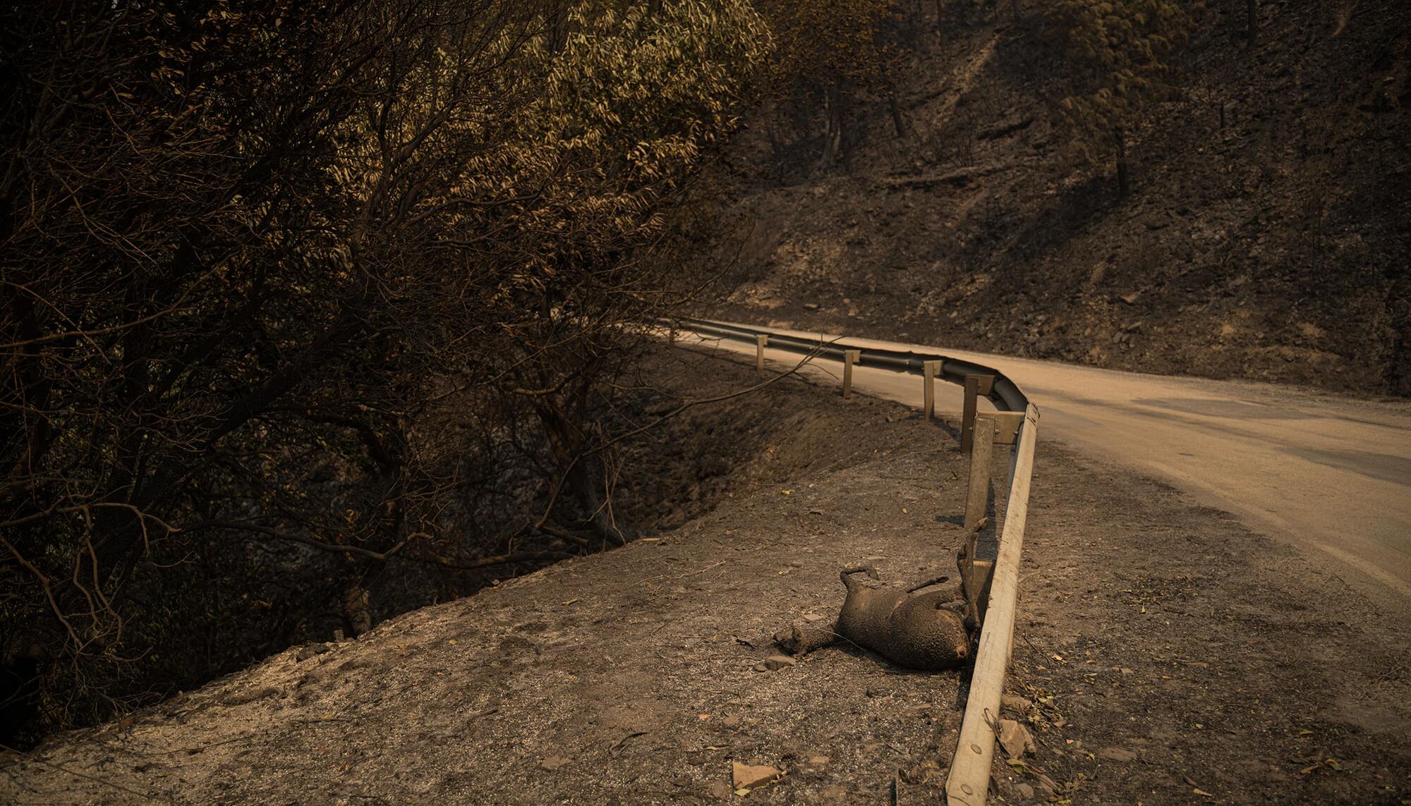 Valdeorras tras los incendios - 6